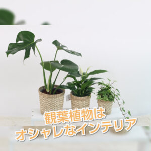 観葉植物はインテリアとしても人気。気軽にグリーンを楽しんで♪