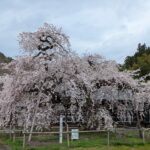 【春】EPOの『う、ふ、ふ、ふ』は40年以上経っても色褪せない【名曲】