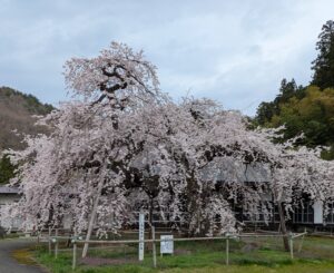 【春】EPOの『う、ふ、ふ、ふ』は40年以上経っても色褪せない【名曲】